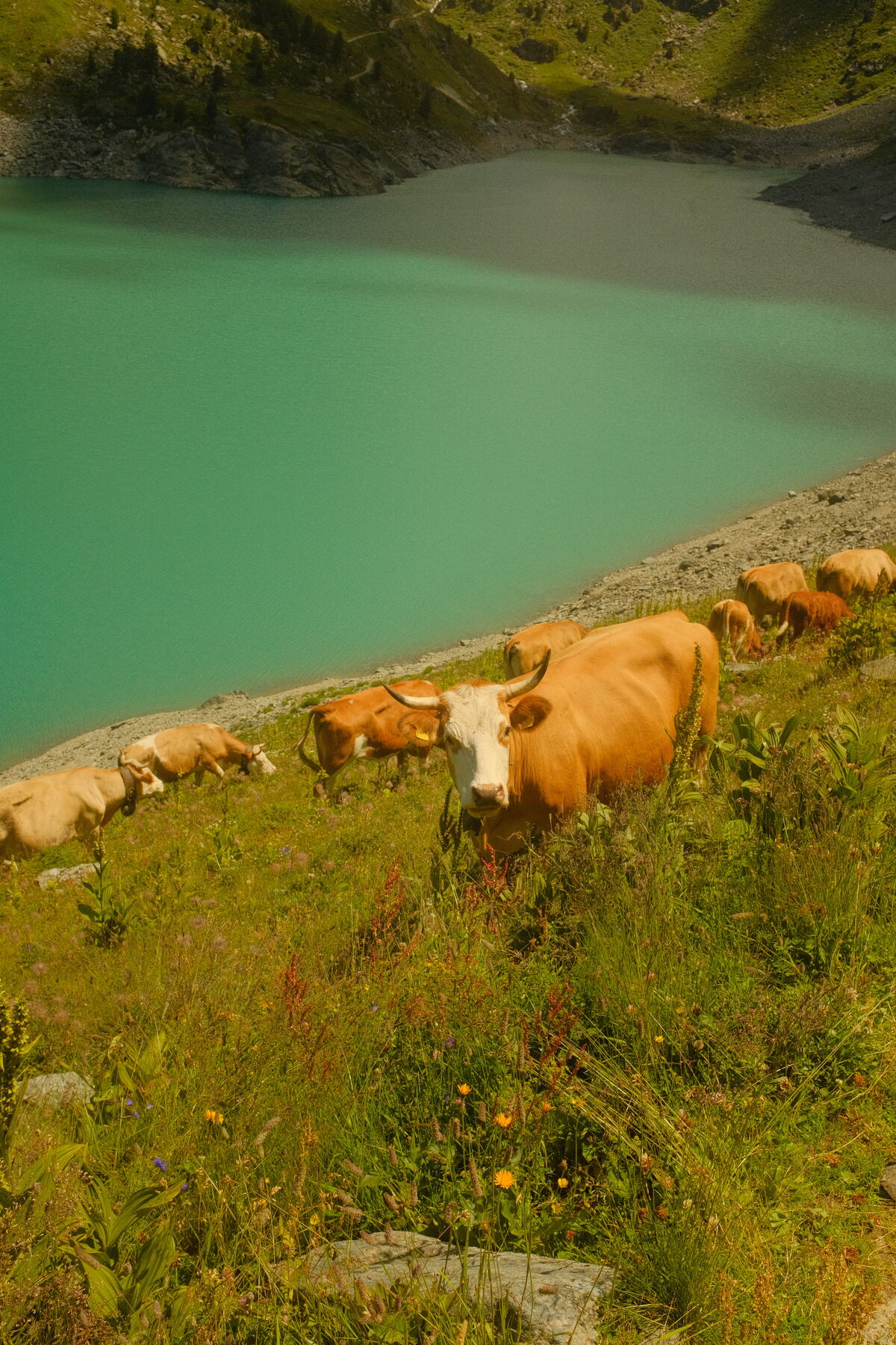 Cows grazing freely on the alpine pasture beside Lac de Cleuson in summer
